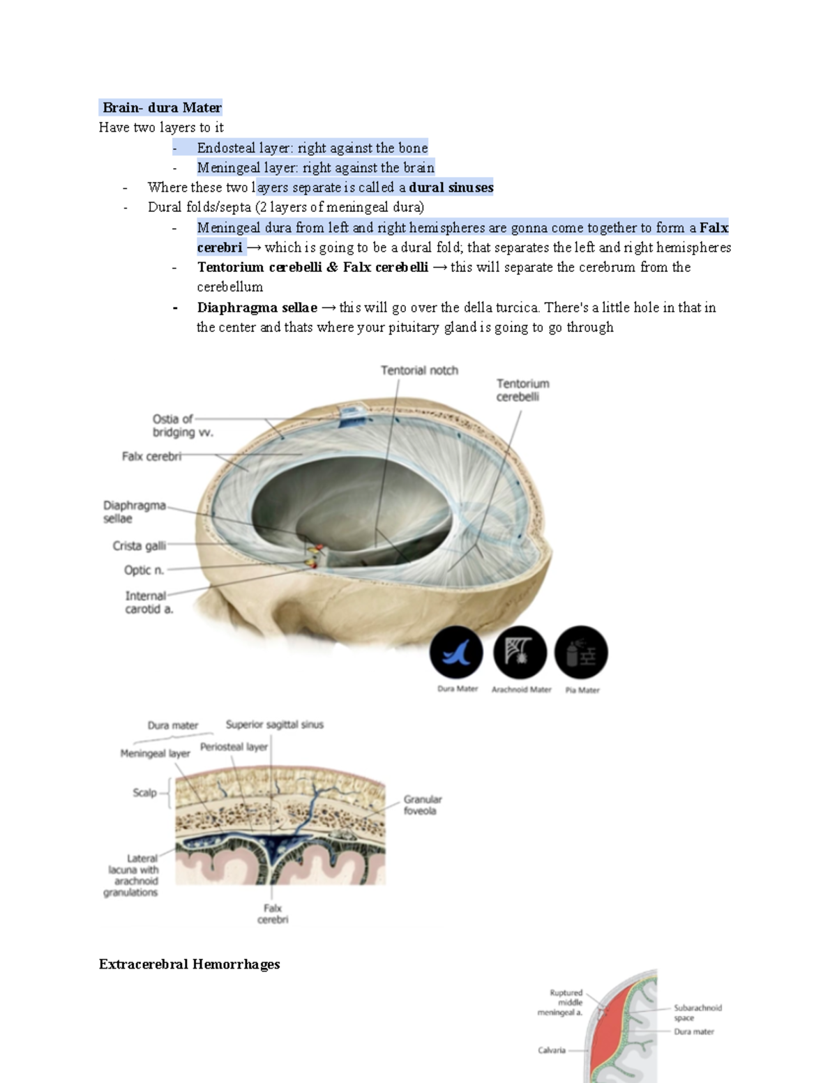 Anatomy Brain- dura Mater - Brain- dura Mater Have two layers to it ...