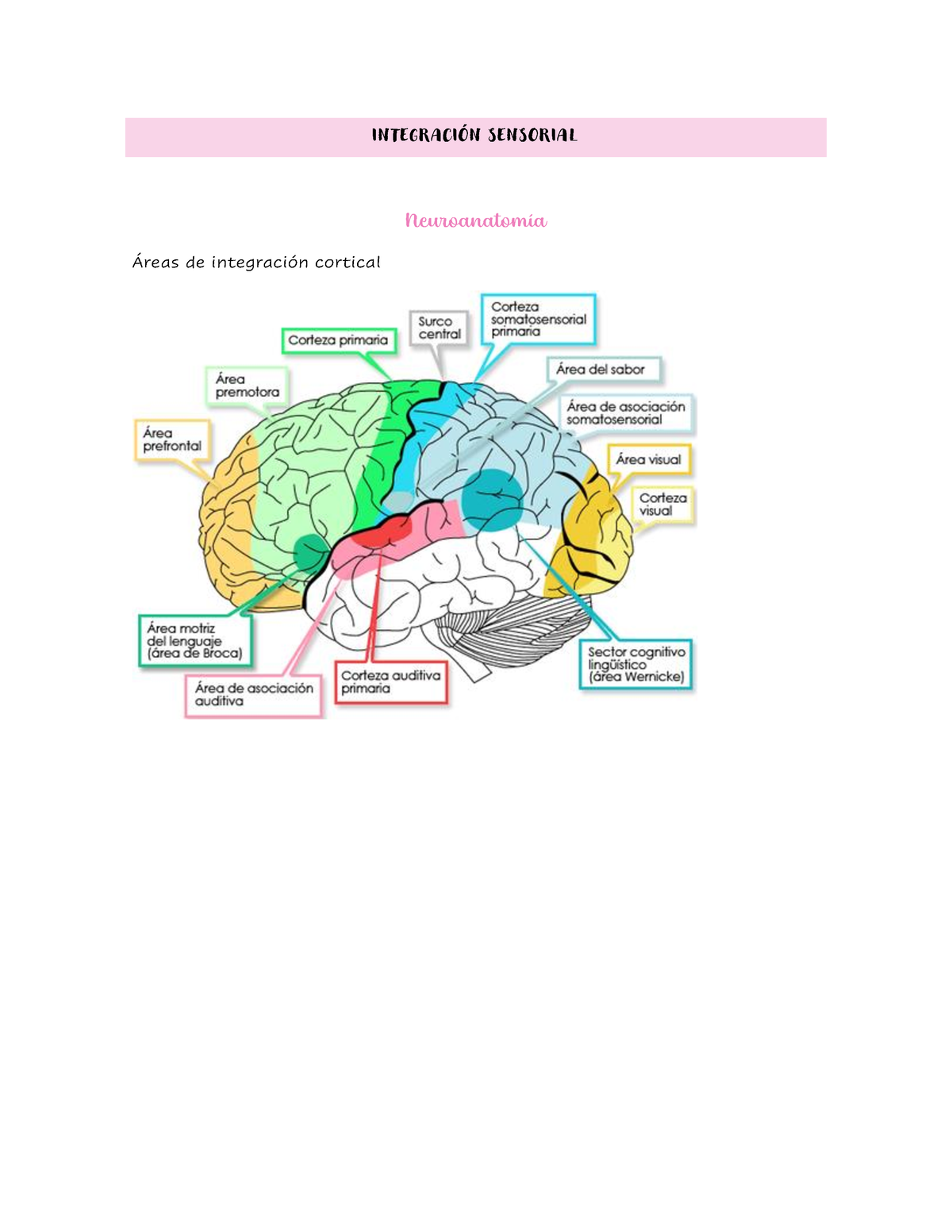 Integración Sensorial - INTEGRACI”N SENSORIAL NeuroanatomÌa ¡reas De ...