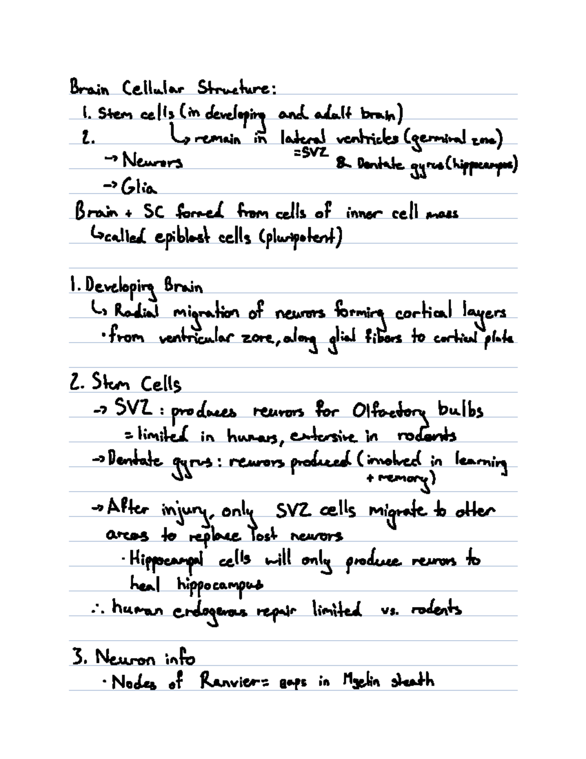 Lecture Notes - Midterm 1 - Brain Cellular Structure 1 Stem cells in ...