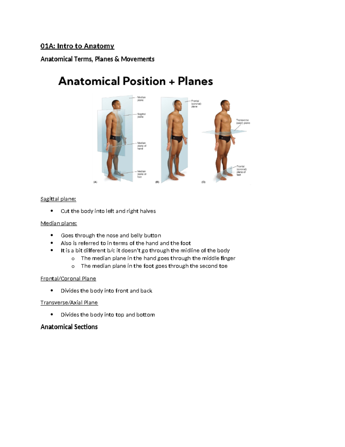 Anatomy 2222 notes - 01A: Intro to Anatomy Anatomical Terms, Planes ...