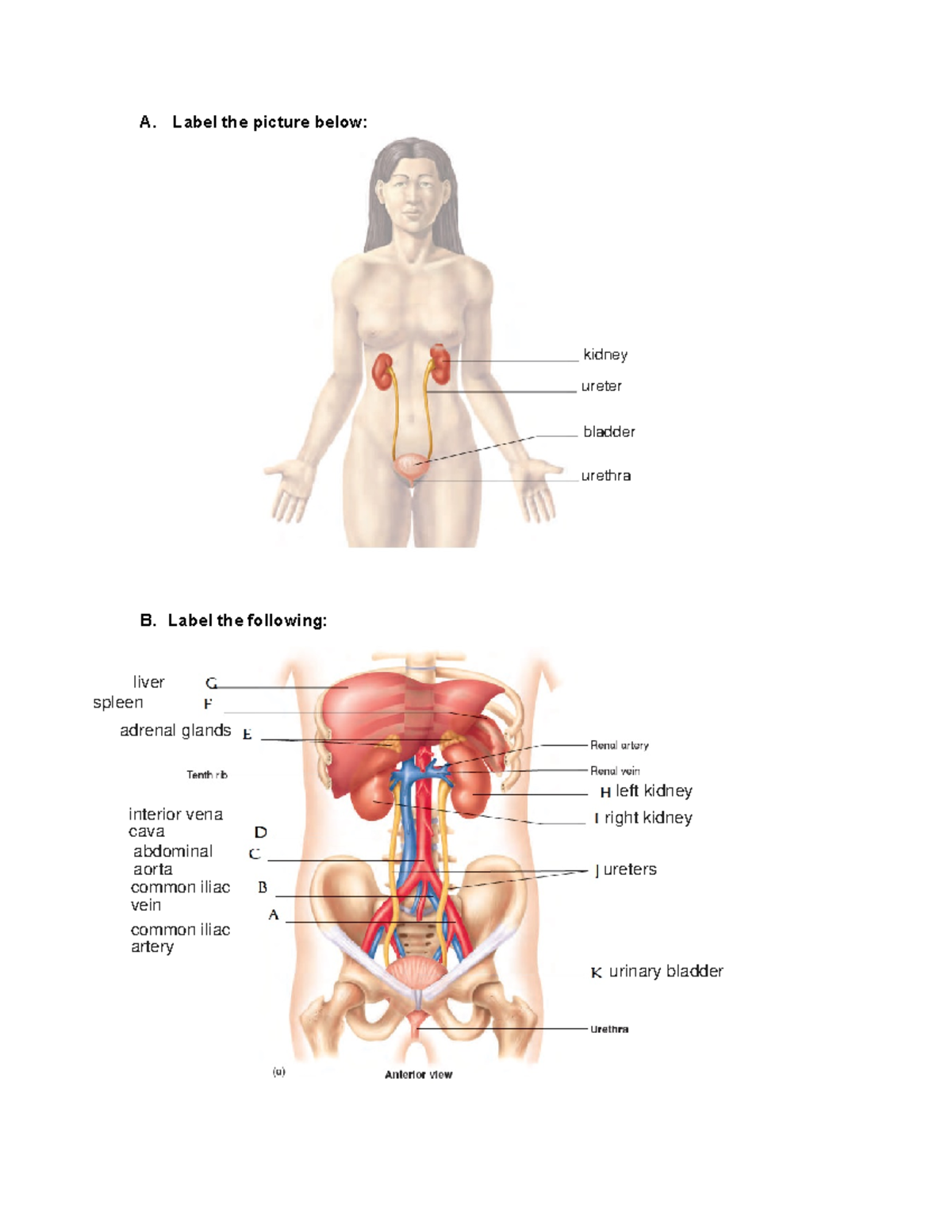 lab-10-laboratory-answer-a-label-the-picture-below-b-label-the