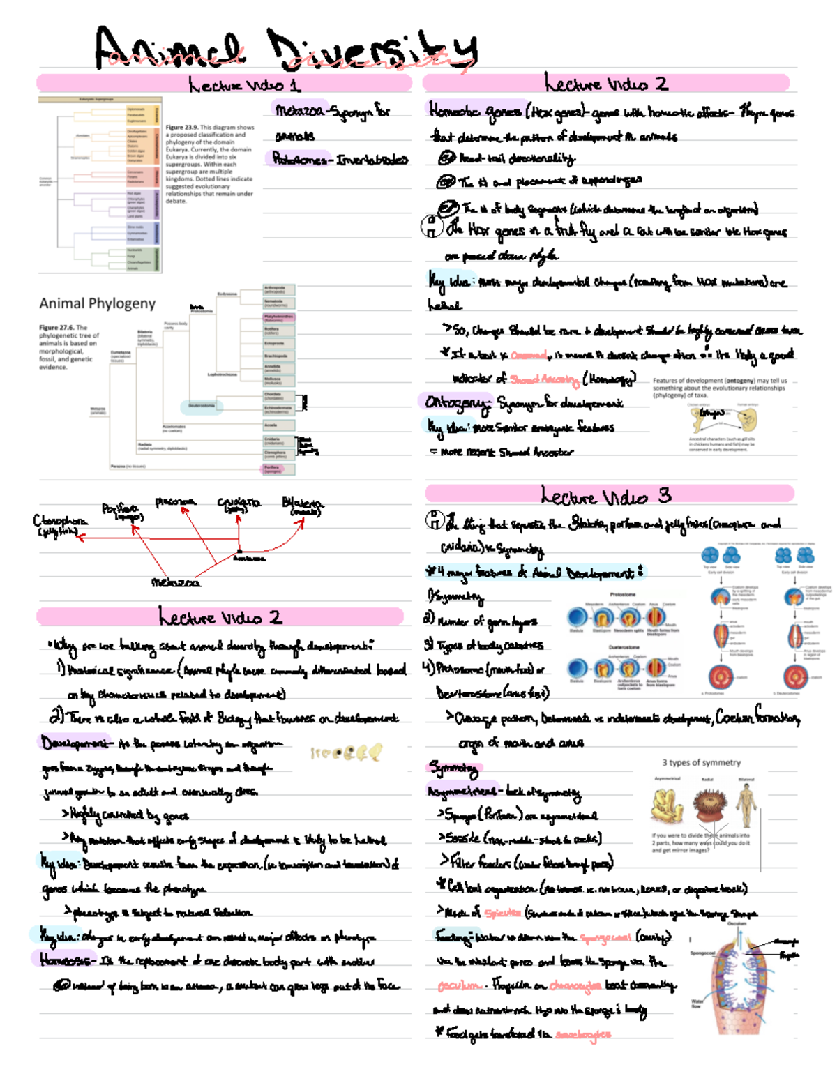 Week 7 Animal Diversity Sec 1 (ch. 27,29,28 - Aannimmnell Diversify ...