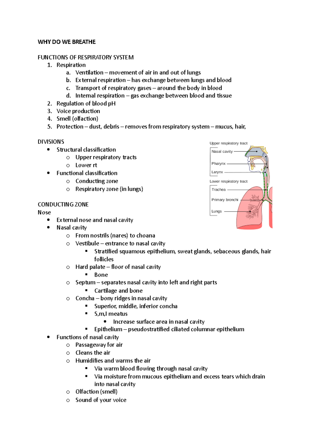 Resp system notes anatomy and physiology - WHY DO WE BREATHE FUNCTIONS ...