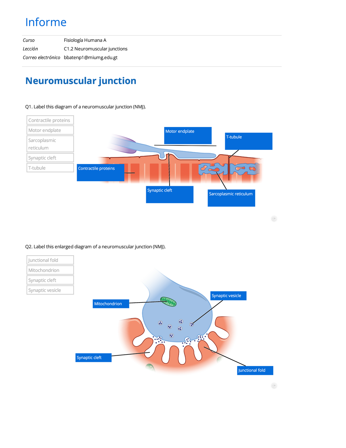 C1.2 Neuromuscular junctions report - Informe Cu r so F isiología H um ...