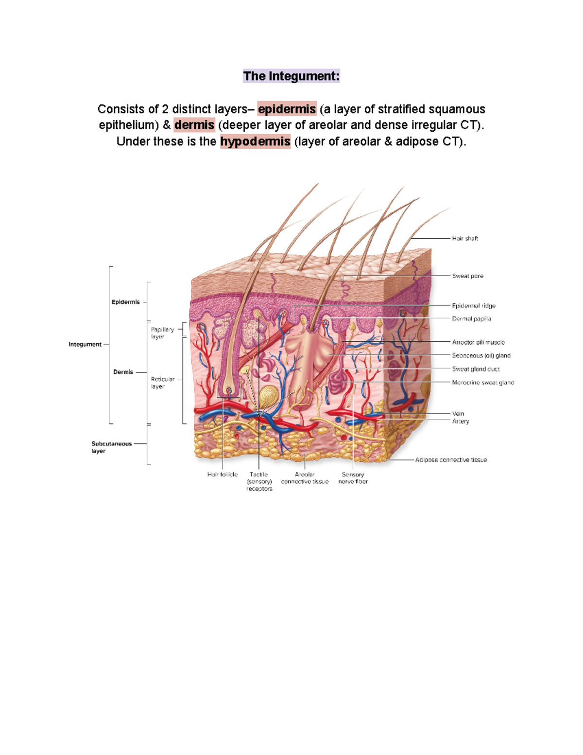 The Integument Subcutaneous Layer The Integument Consists of 2