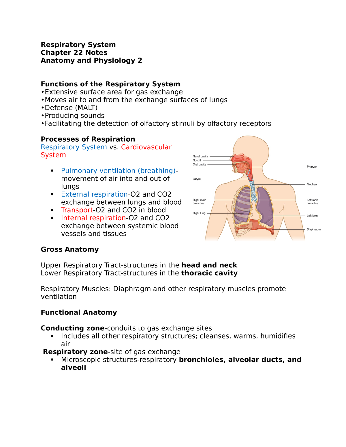 Respiratory System Notes Respiratory System Chapter 22 Notes Anatomy