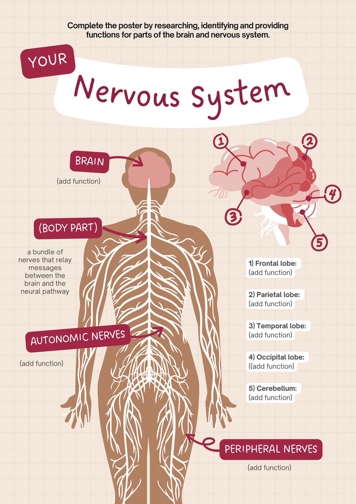 Parts of the Nervous System Poster - BRAIN (add function) PERIPHERAL ...