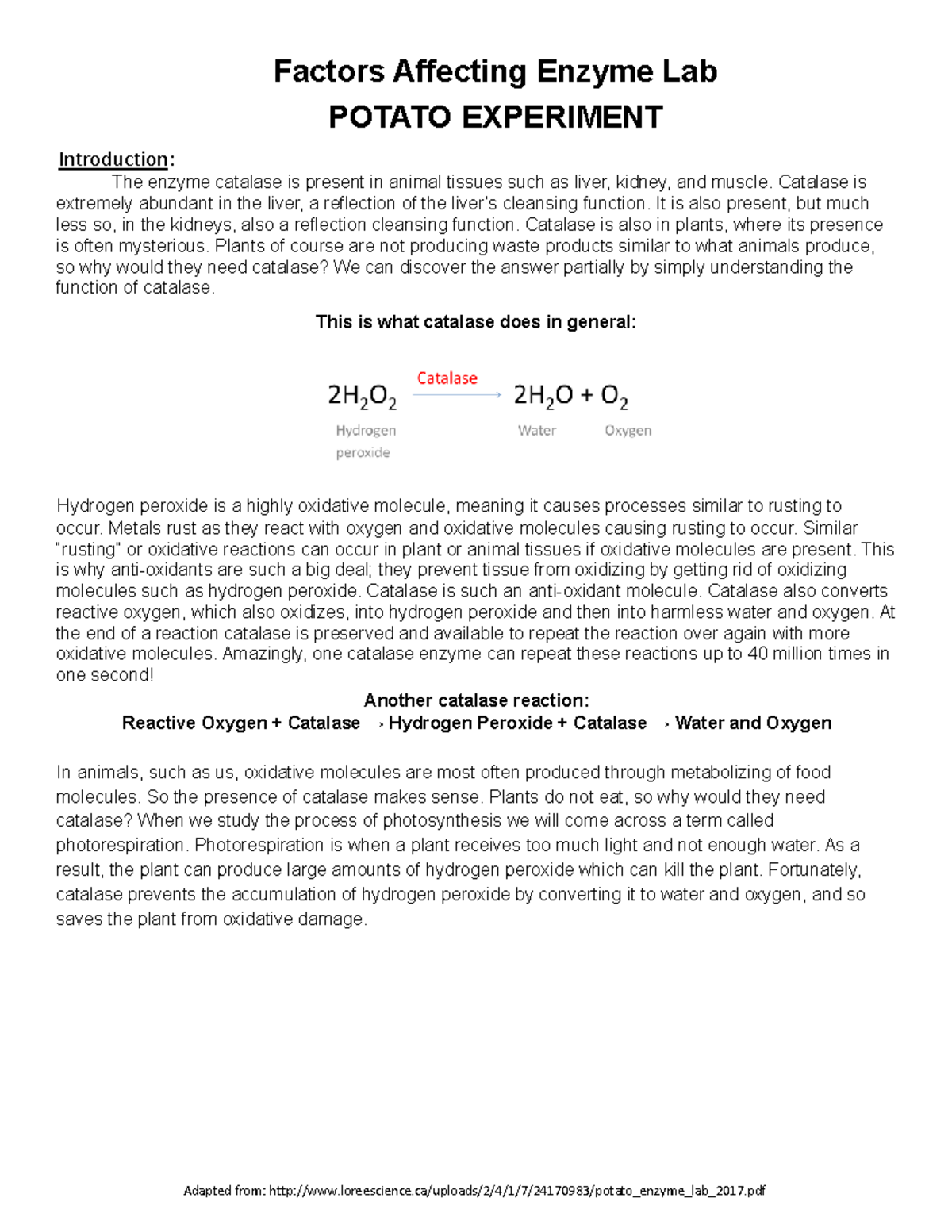 Catalase Enzyme Lab