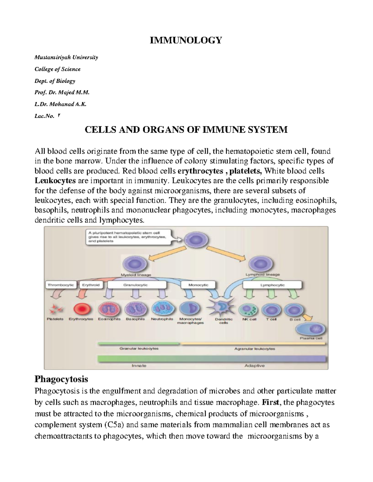 Cells AND Organs OF Immune System - IMMUNOLOGY Mustansiriyah University ...