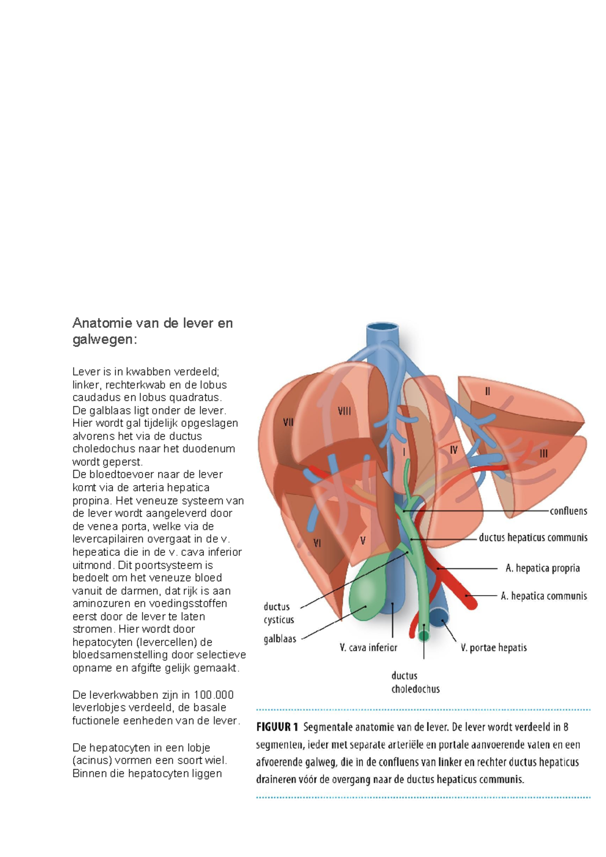 Anatomie van de lever en galwegen Anatomie van de lever en galwegen