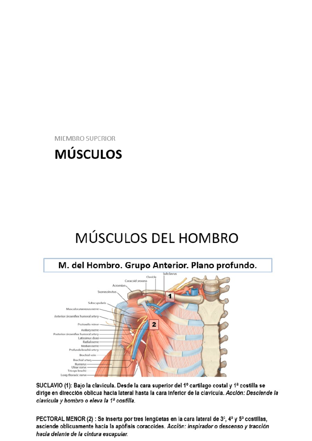 Músculos - Apuntes 4 - Anatomía - Studocu