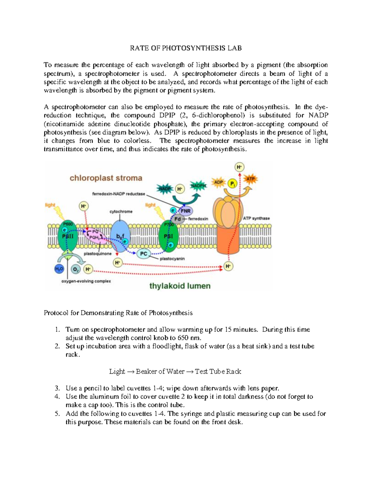 RATE OF Photosynthesis LAB RATE OF PHOTOSYNTHESIS LAB To measure the