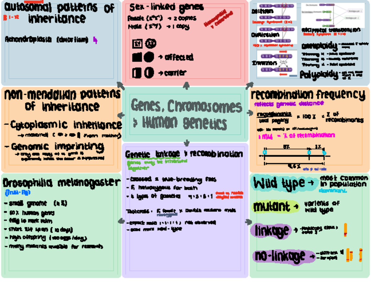 Bio genetics - Summary Biology - A M M U autosomal patterns of sex ...