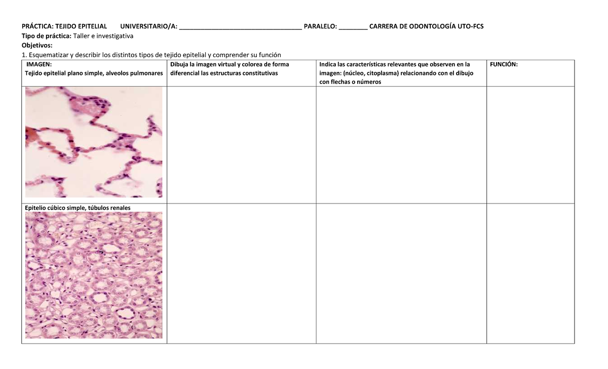 Prácticas De Histología Tejido Epitelial - PRÁCTICA: TEJIDO EPITELIAL ...