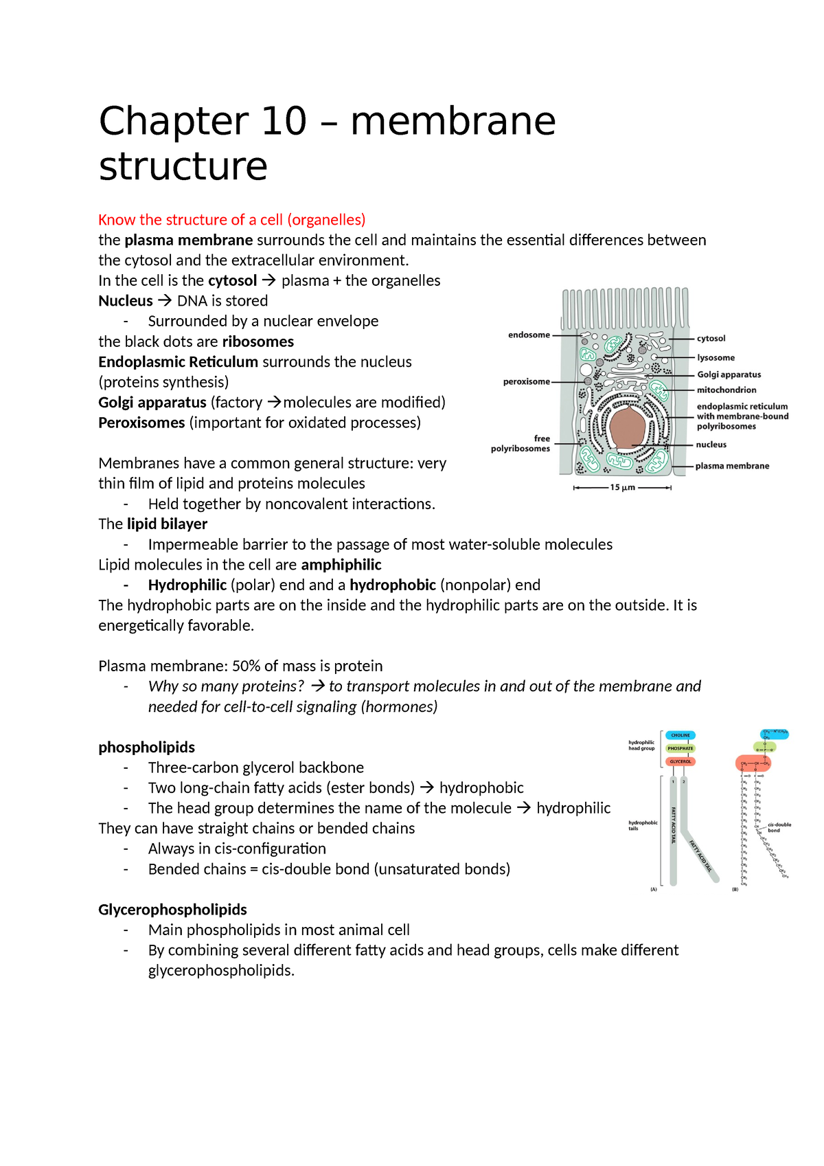Chapter 10 Mboc2 Samenvatting Molecular Biology Of The Cell Chapter