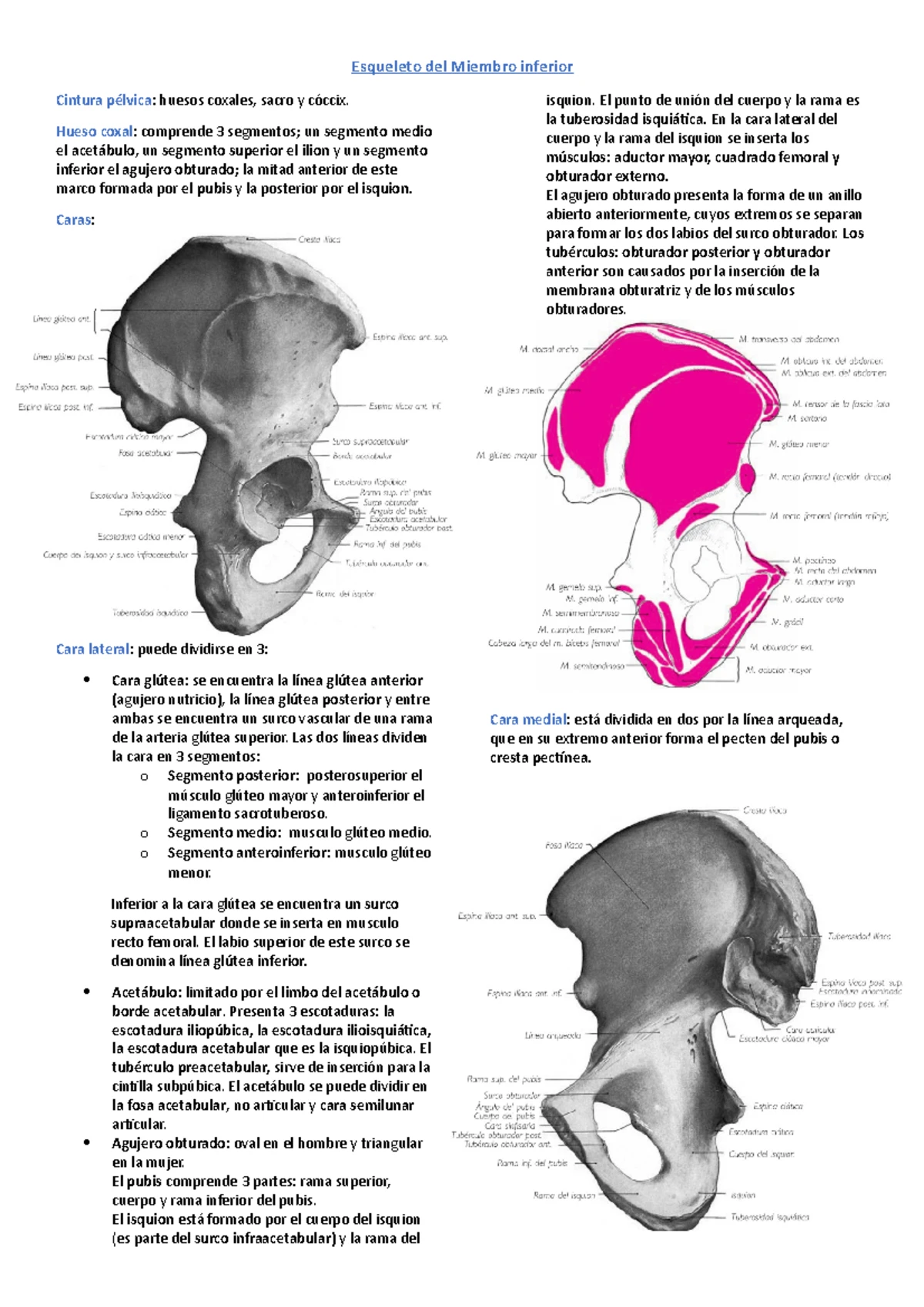 Anatomia Exámen - es un resumen de anatomía de rouviere básica - UNIDAD ...