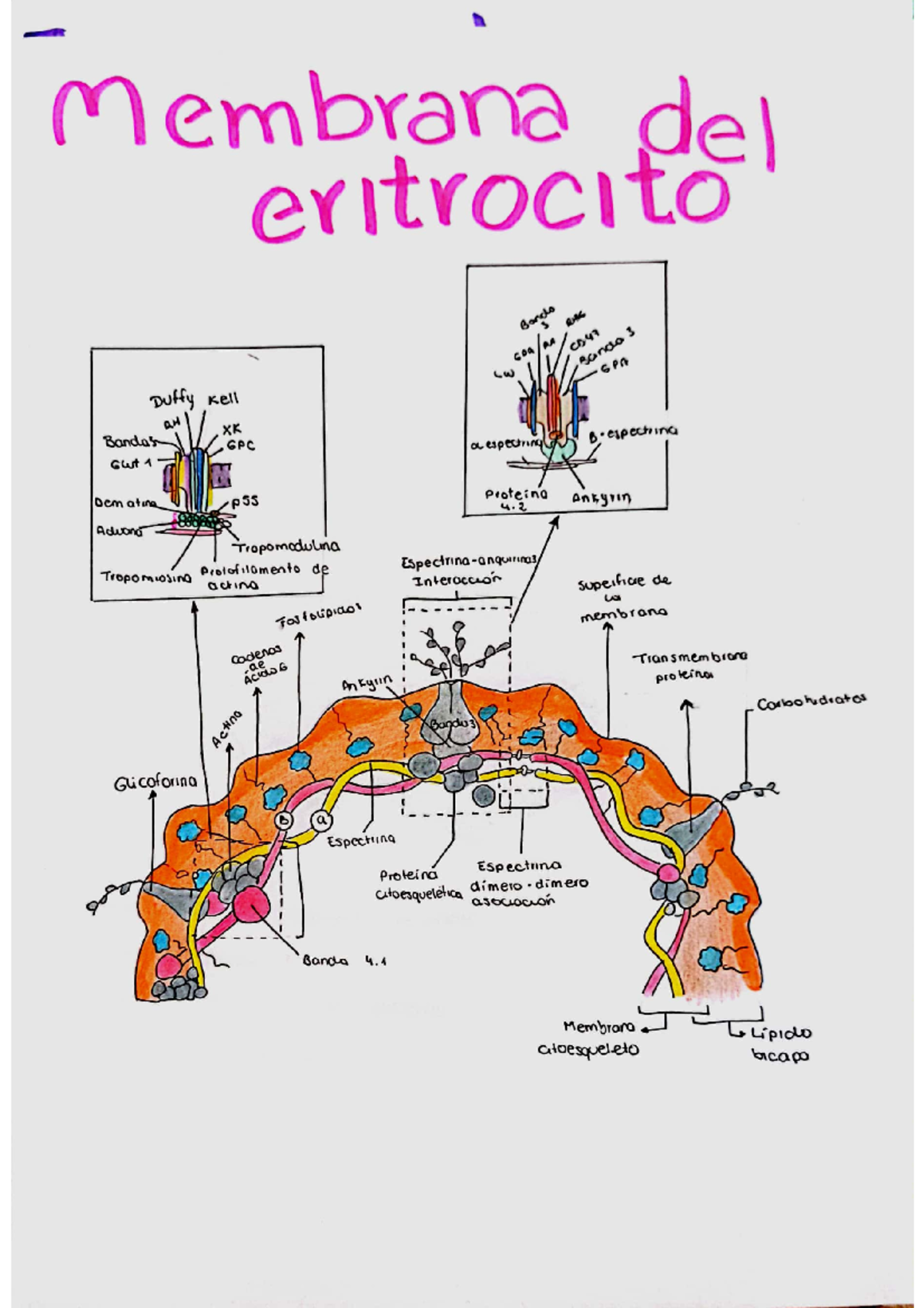 Membrana del eritrocito - Hematología - Studocu