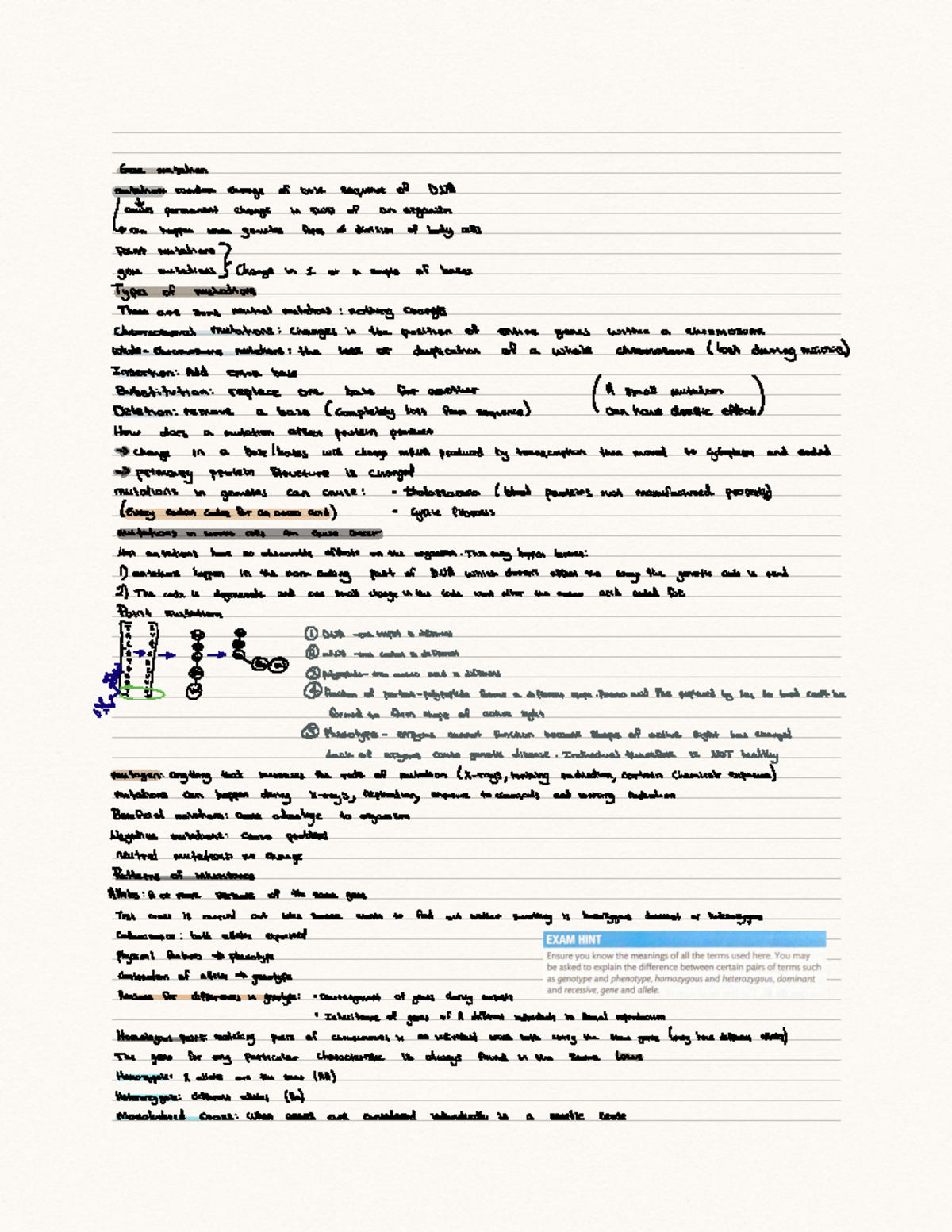 Chapter 2C - Genemutation mutationrandom change of base sequence of DNA ...