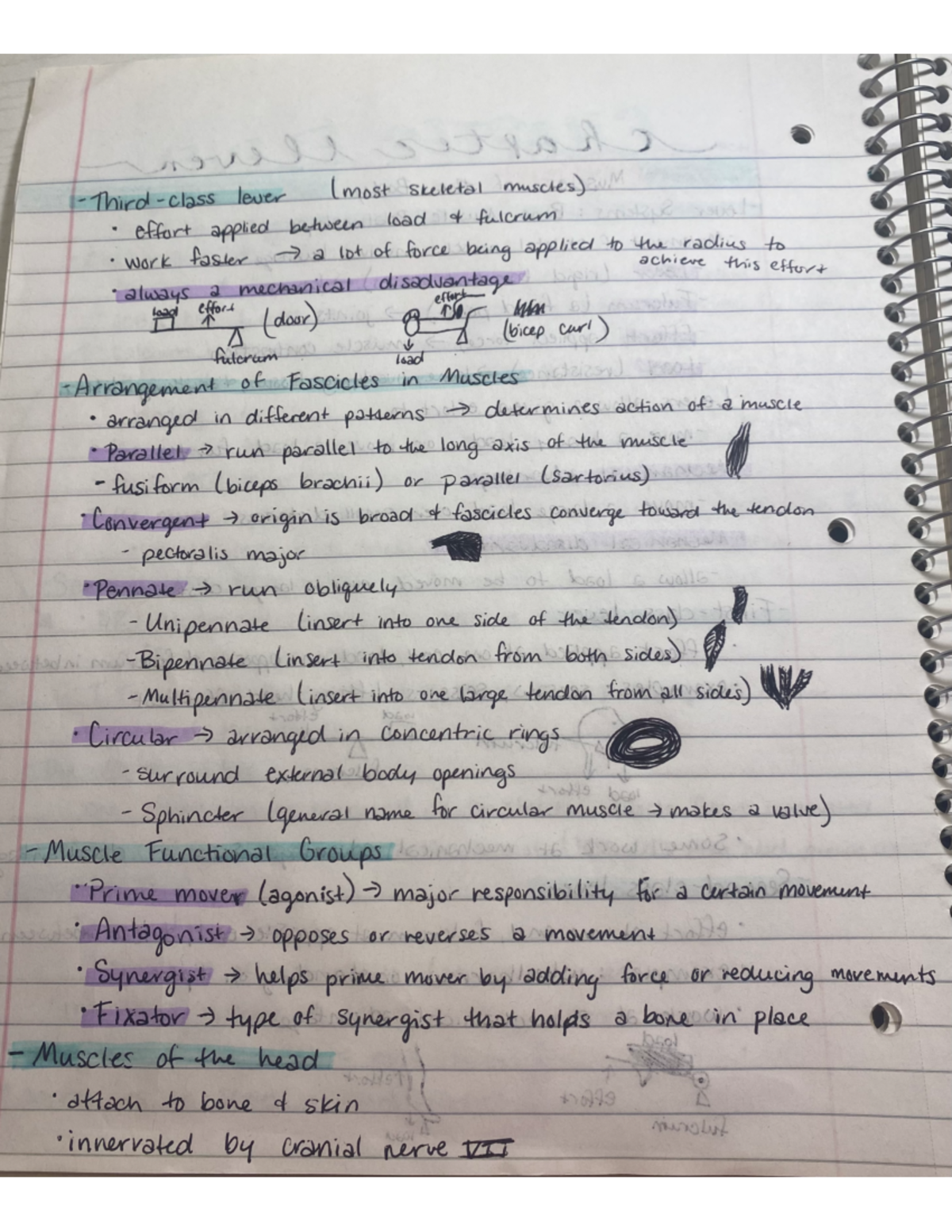 11 - Chapter 11 notes - HHP11000001 - Studocu