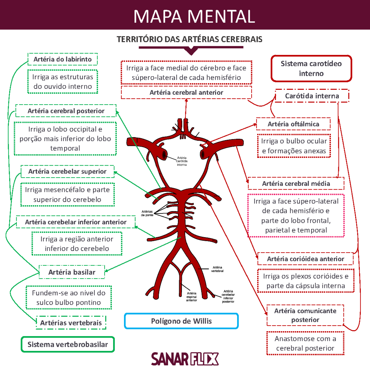 sanarflix-neuroanatomia-mp-04-territorio-das-arterias-cerebrais