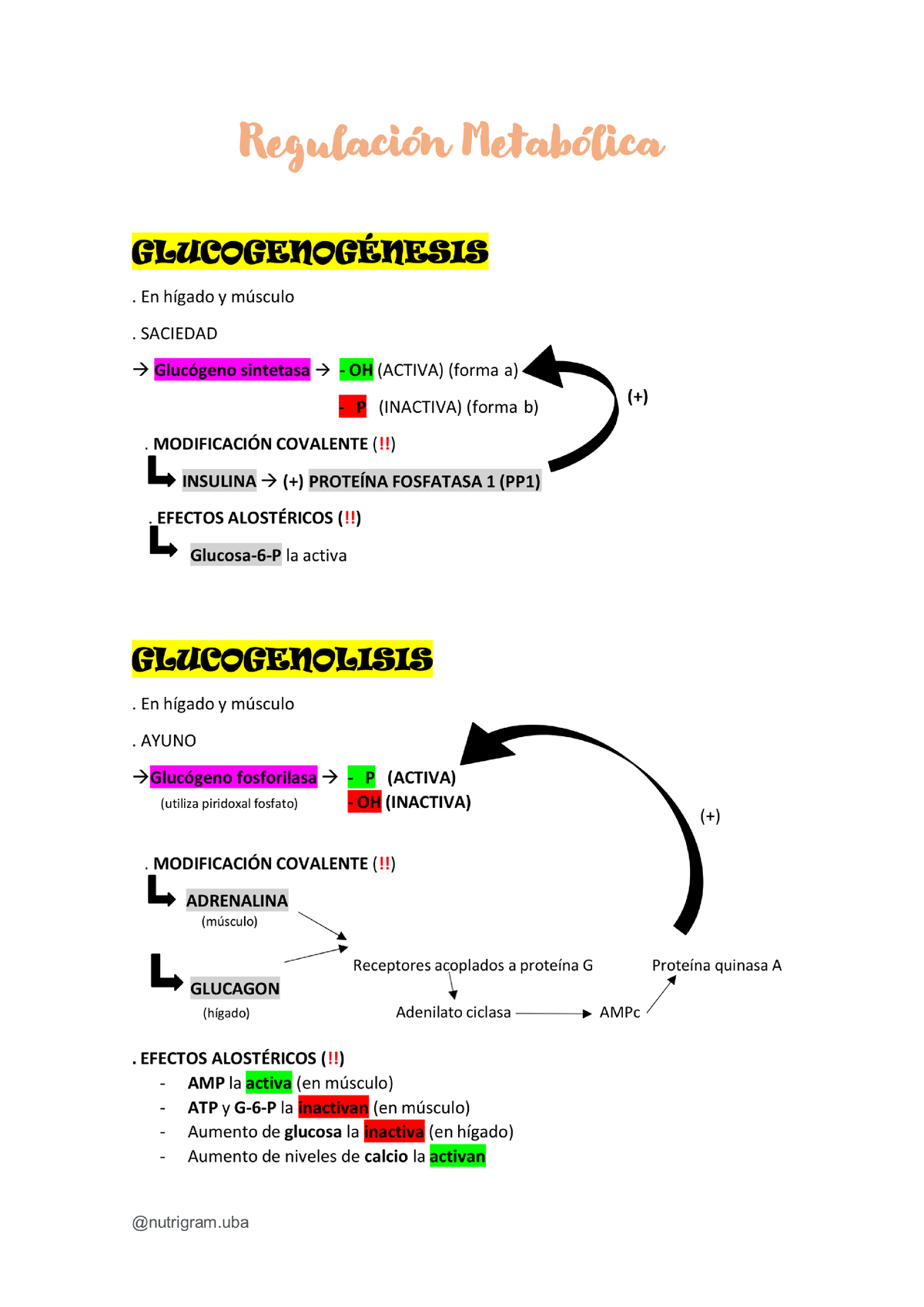 Regulacion Metabolica Introduccion A La Bioquimica Studocu