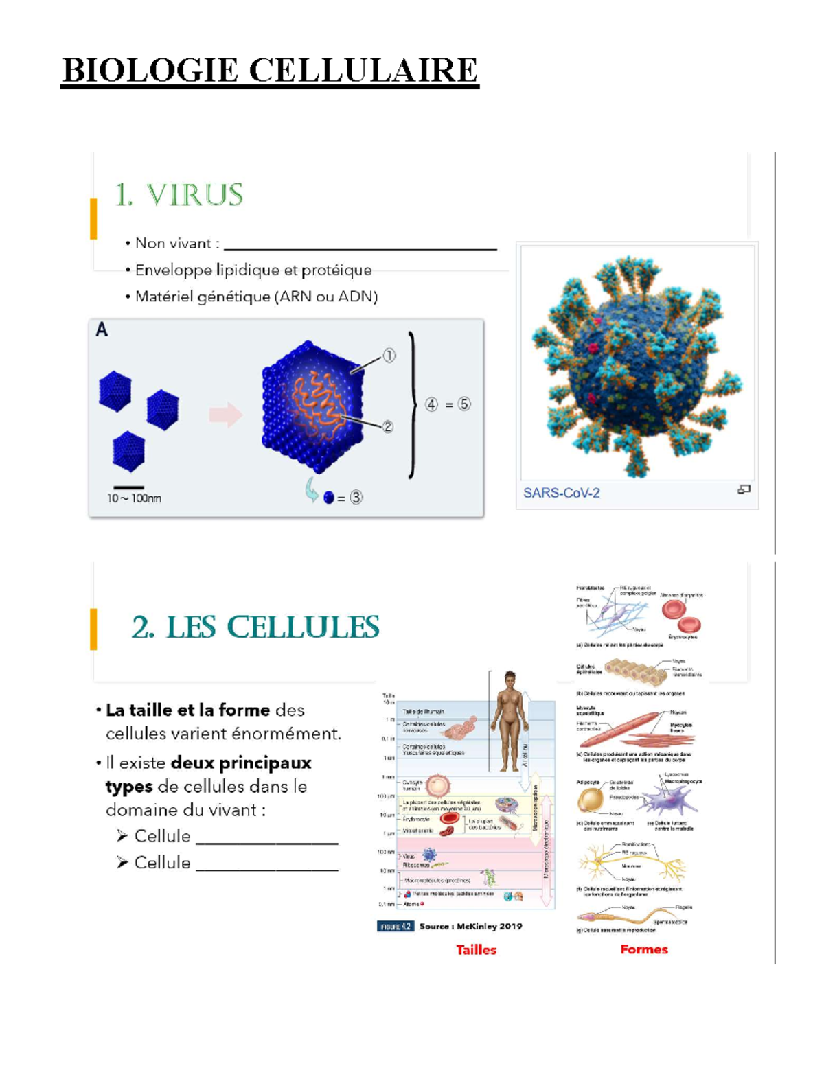 Biologie Cellulaire - C1B - BIOLOGIE CELLULAIRE B) Noyau (Fig. 6 ...