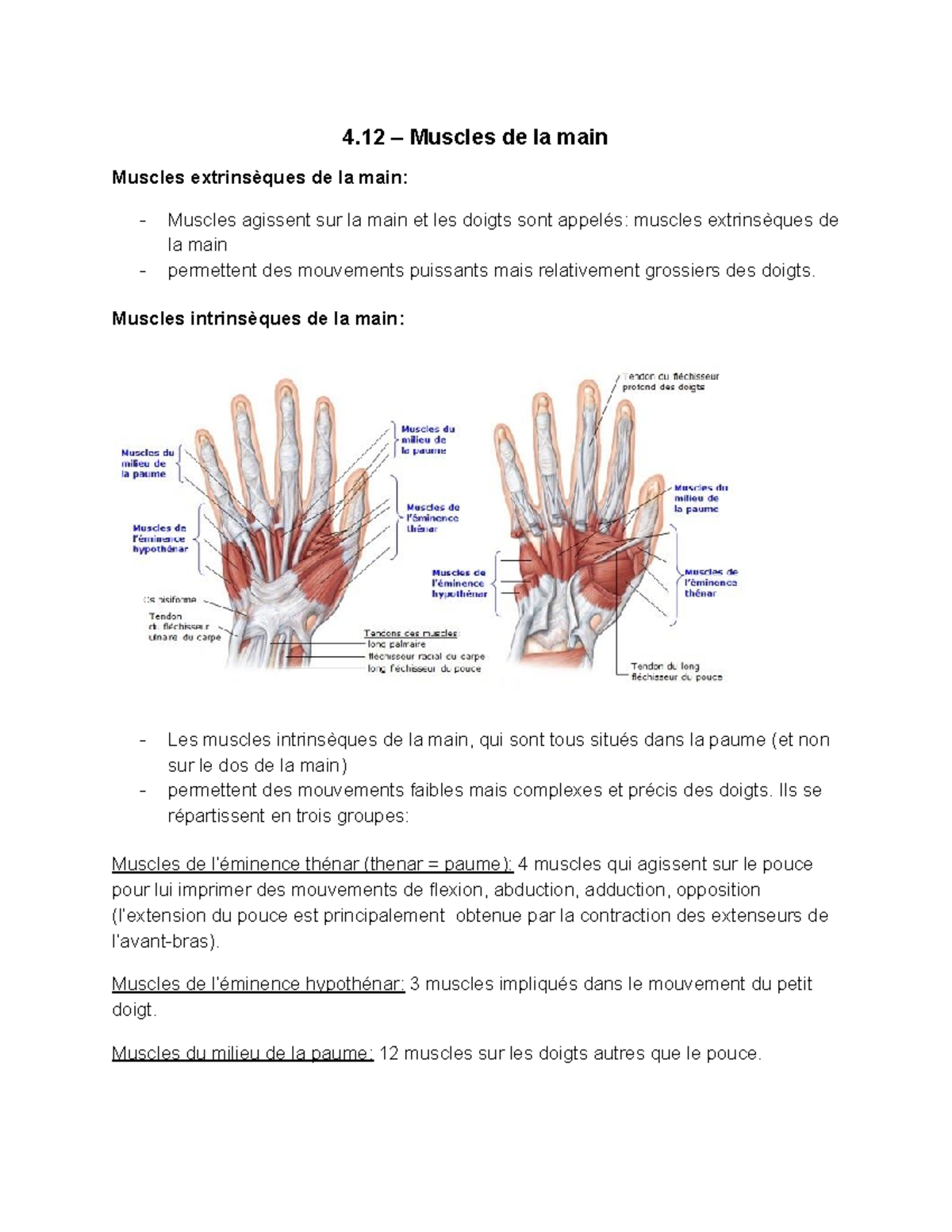 4.12-4.13 système musculaire - 4 – Muscles de la main Muscles ...
