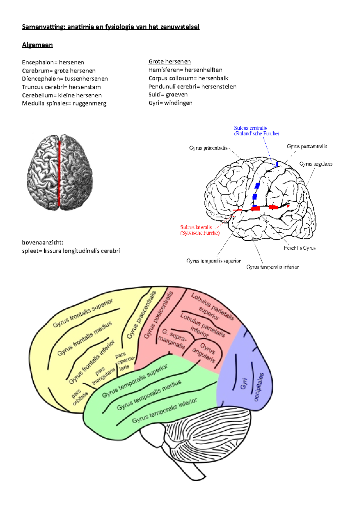 Samenvatting-zenuwstelsel - Samenvatting: Anatimie En Fysiologie Van ...