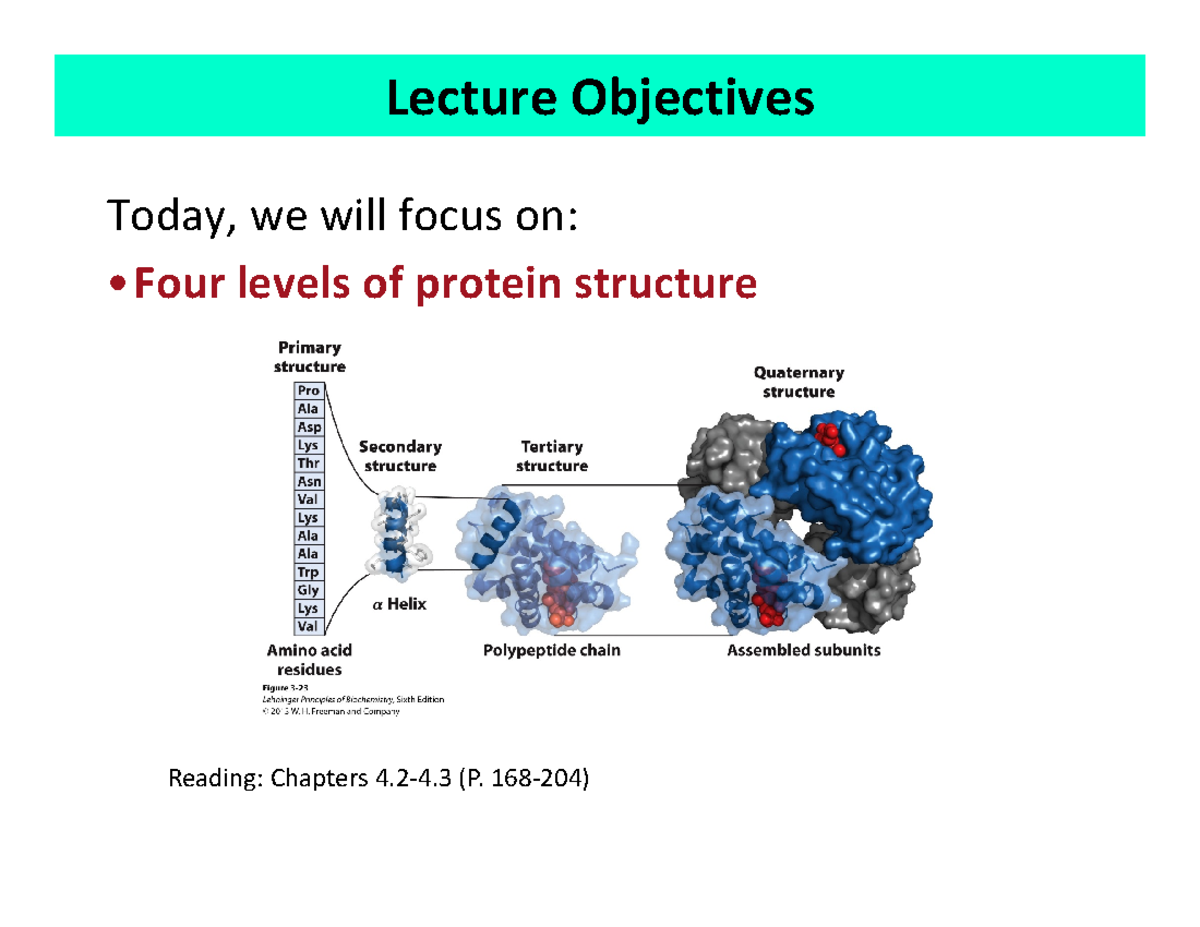 Four Levels Of Protein Structure