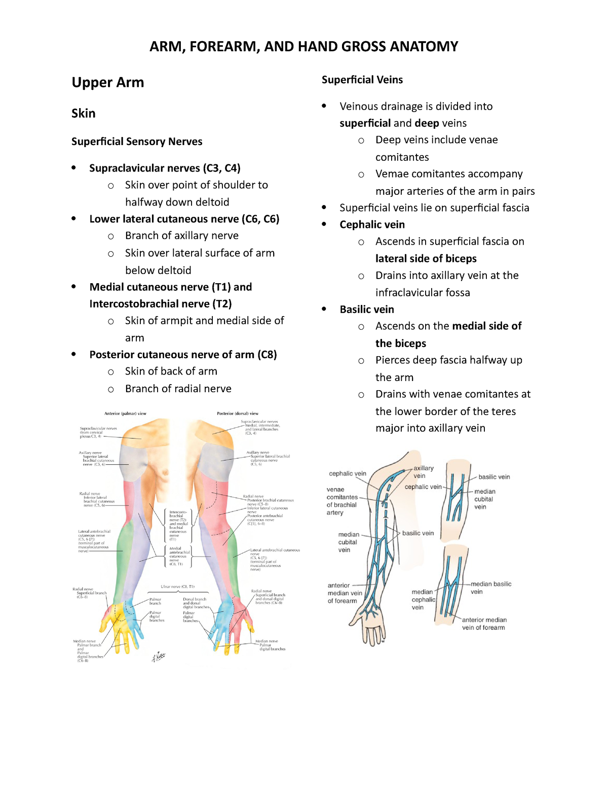 GA 01-18-2021 Gross Anatomy OF Upper LIMB Outline - Upper Arm Skin ...