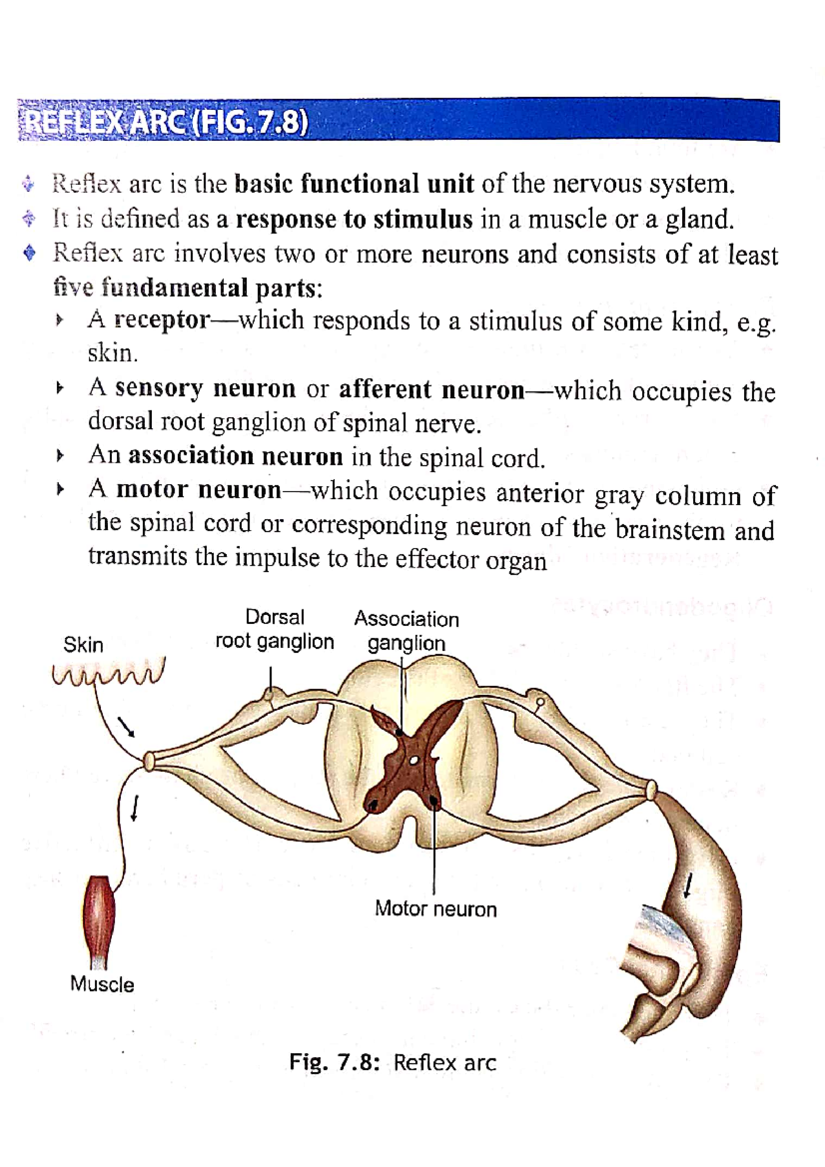 Nervous Tissue - Reflex Arc - Bachelor of medicine and bachelor of ...