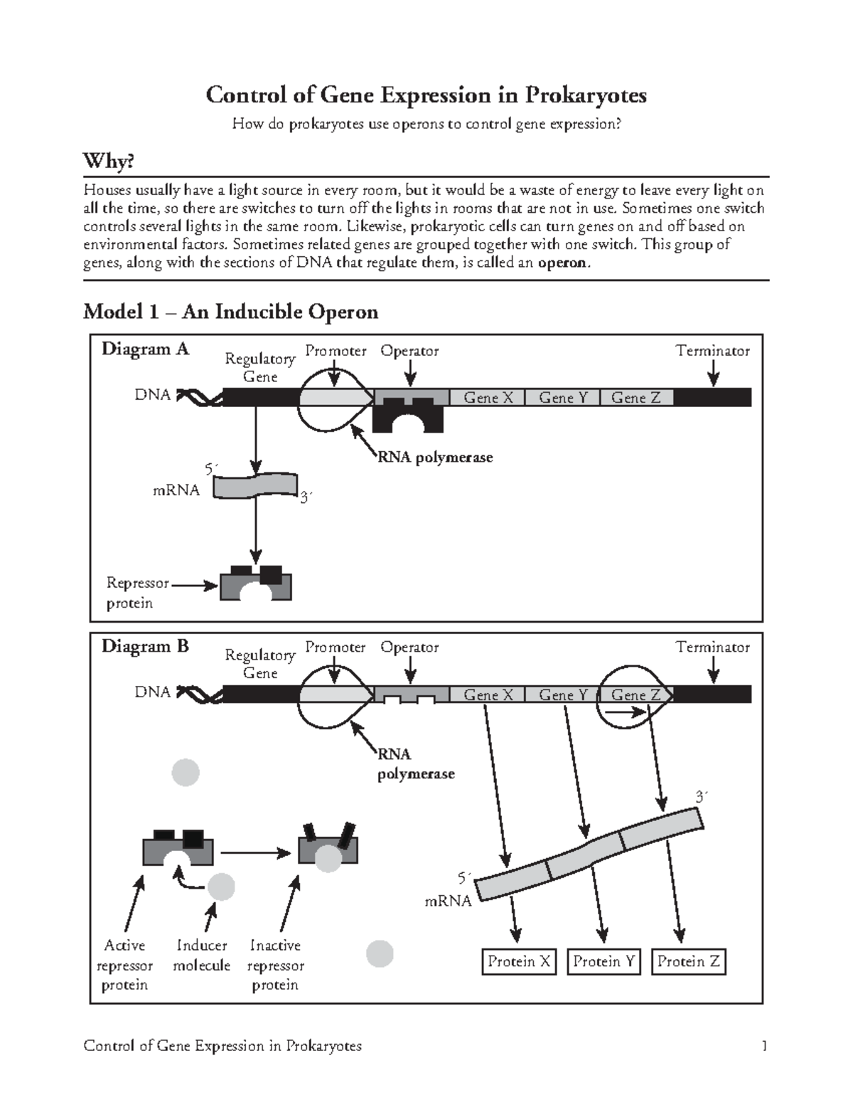 Gene Expression in Prokaryotes - Sometimes one switch controls several ...