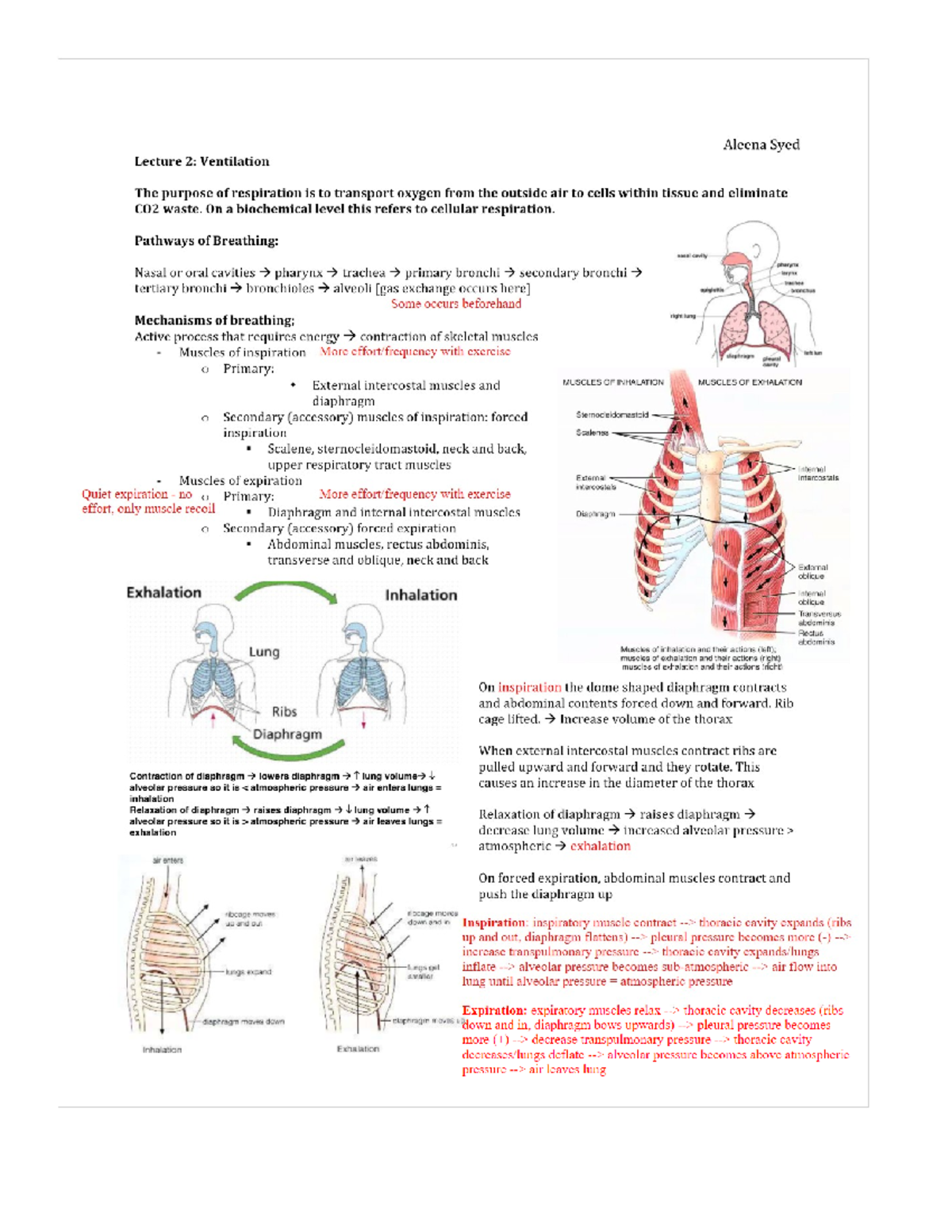 Physiology - Pulmonary Ventilation (Gashev) - Aleena Syed Lecture 2 ...