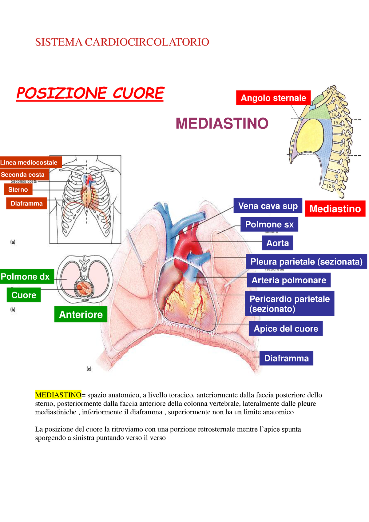 Il Sistema Cardiocircolatorio Anatomia E Fisiologia P 8727