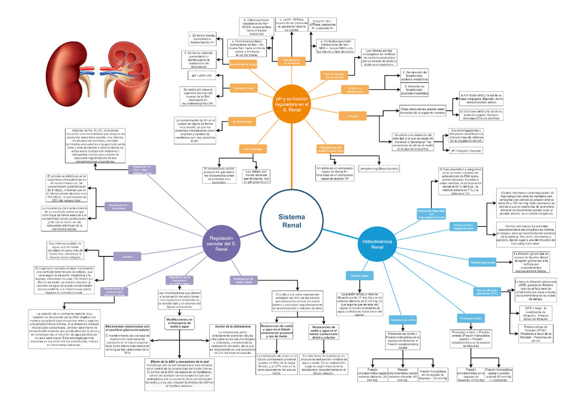 Sistema Renal Mapa Conceptual Esquemas Y Mapas Conceptuales De Sexiz