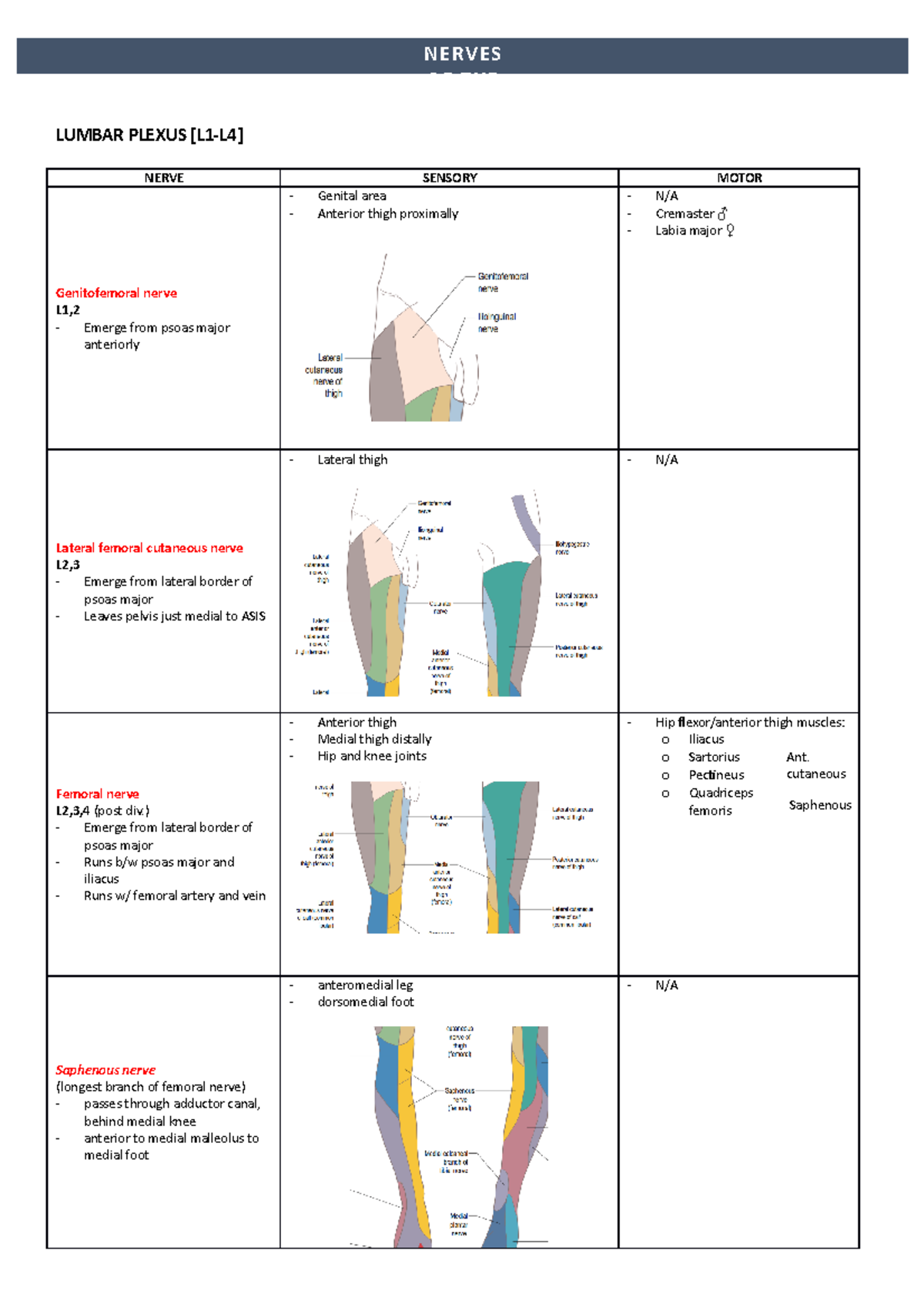 Lower Limb Nerve Table LUMBAR PLEXUS [L1L4] NERVE SENSORY MOTOR