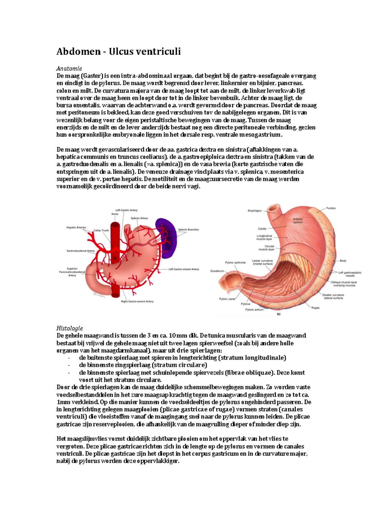 Samenvattingen Abdomen- Ulcus ventriculi: Thema zuur - Abdomen -­‐ Ulcus ventriculi Anatomie De ...