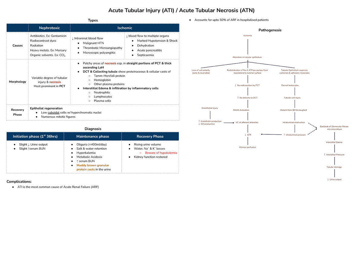 renal-pathologies-acute-tubular-injury-ati-acute-tubular-necrosis