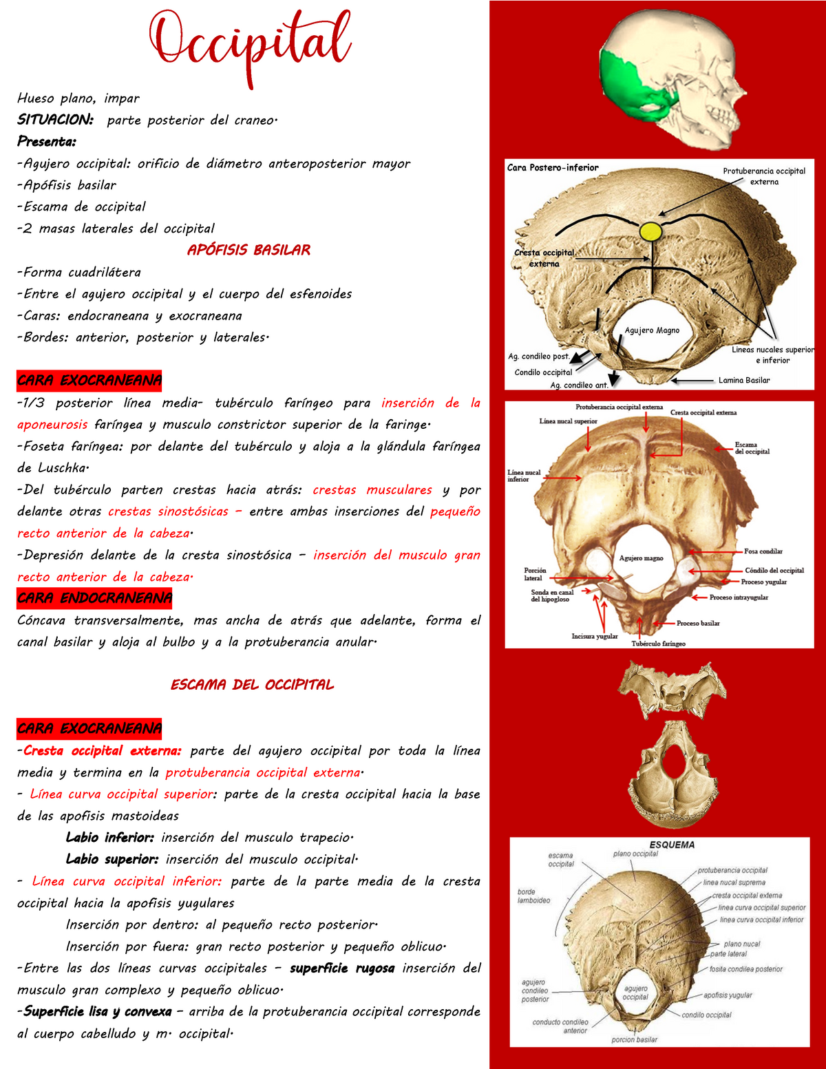 Occipitalhueso Esfenoides Anatomia Apuntes Resumen Esquema Medicina Sexiz Pix 8140