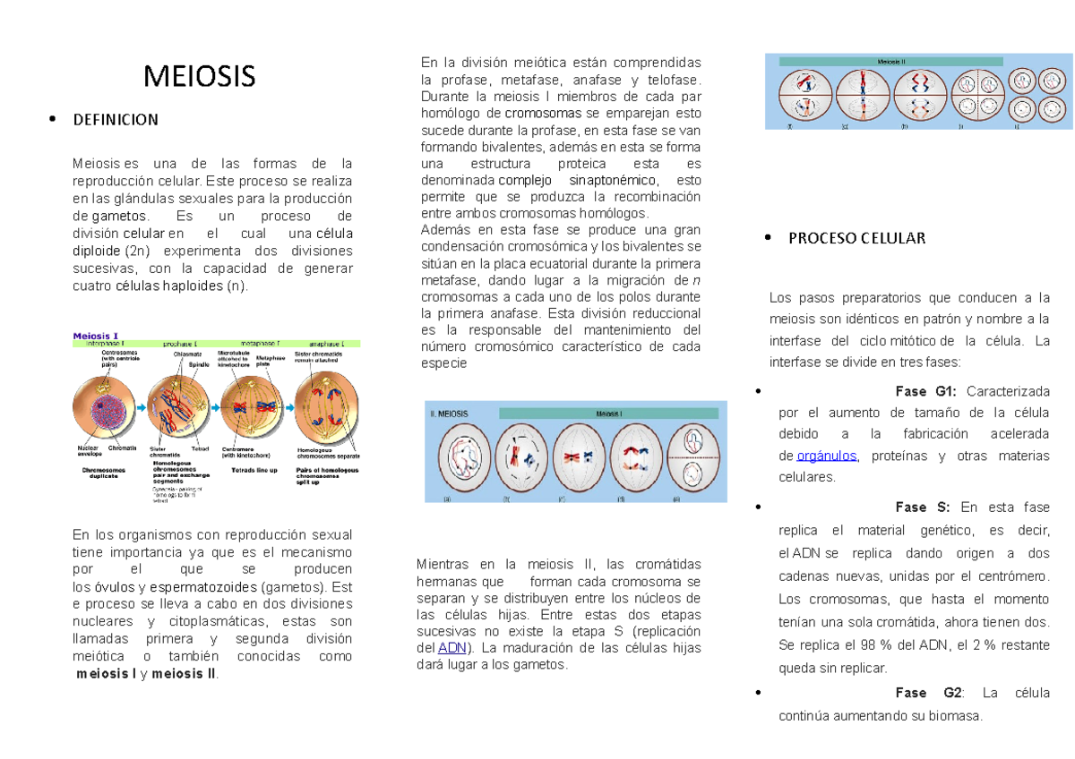 297627983 Triptico Meiosis Docx Meiosis Definicion Meiosis Es Una De Las Formas De La Studocu