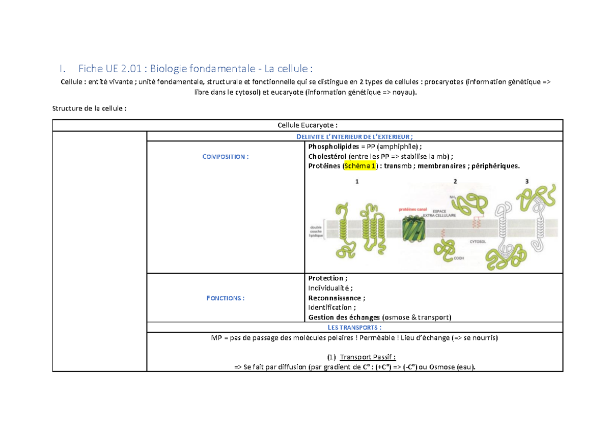 Fiche de Biologie Fondamentale - I. Fiche UE 2 : Biologie fondamentale
