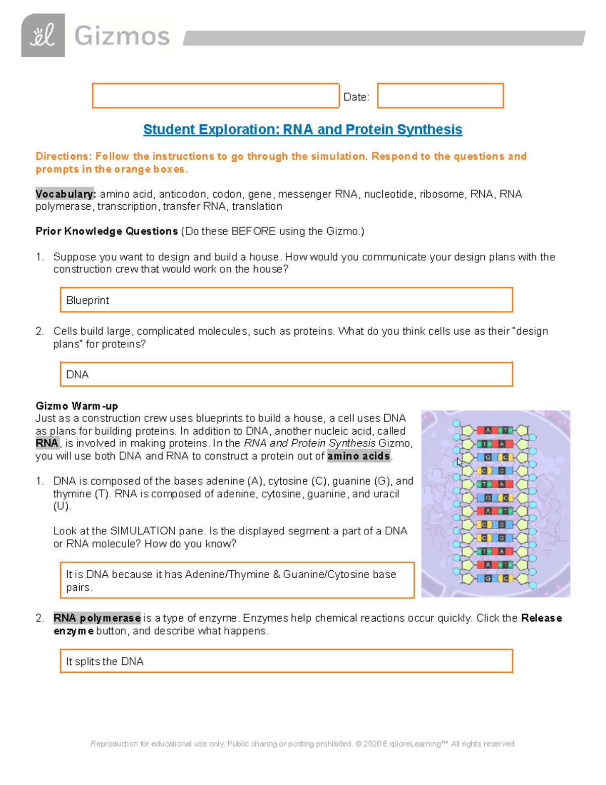 RNA and Protein Synthesis Gizmo Date Student Exploration RNA and
