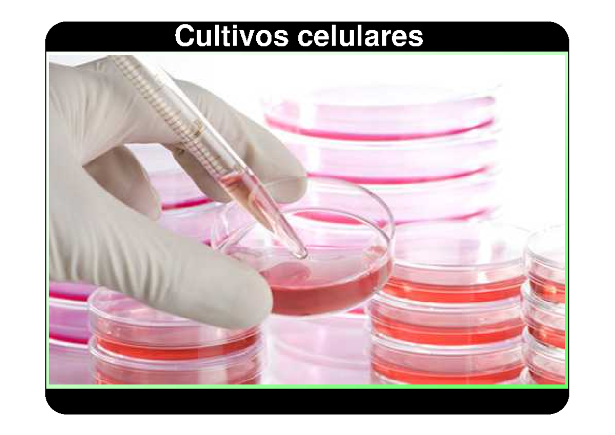 cómo se hacen los cultivos celulares - INTRODUCCIÓN El cultivo de