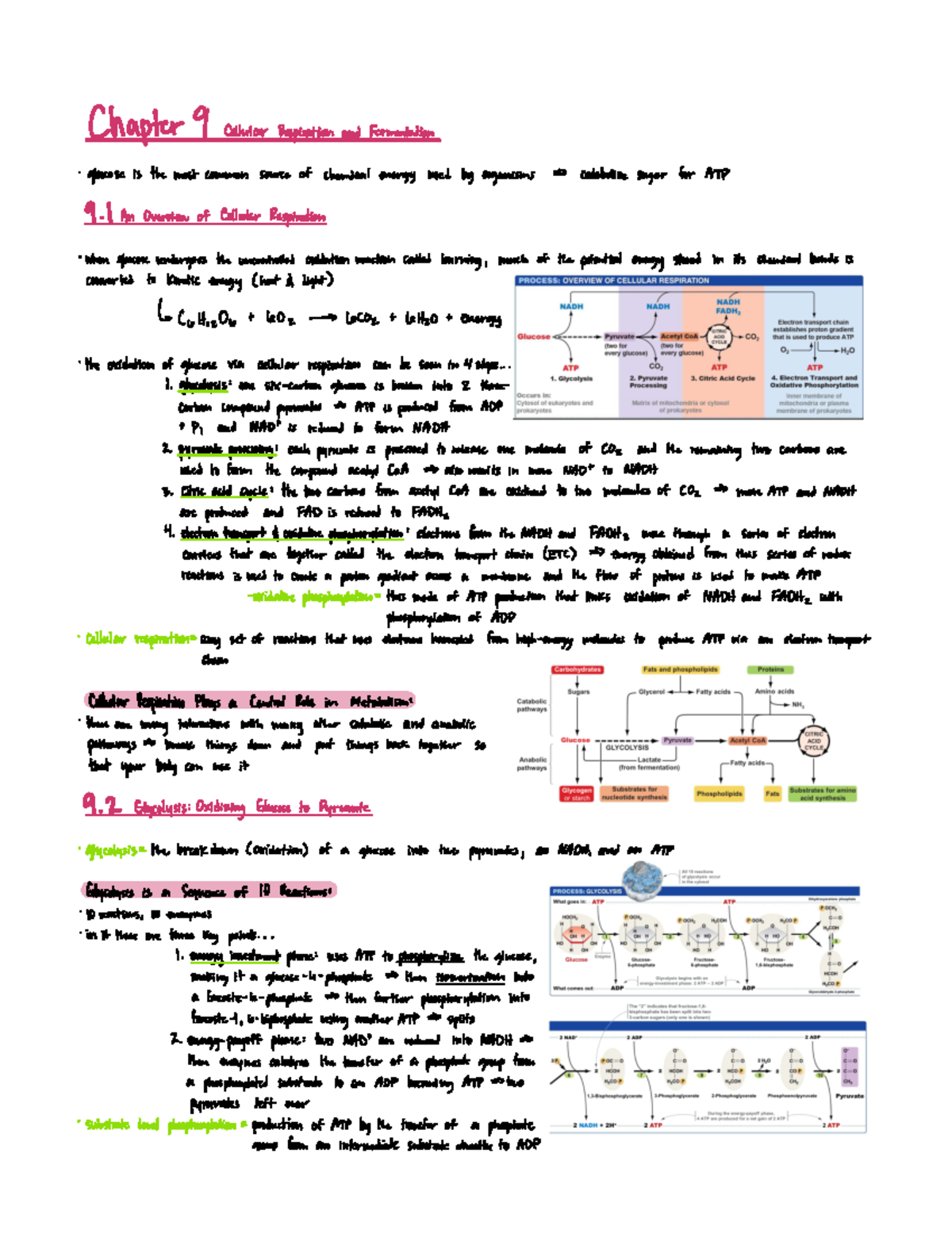 Chapter 9 - Cellular Respiration And Fermentation - Chapter 9 ...