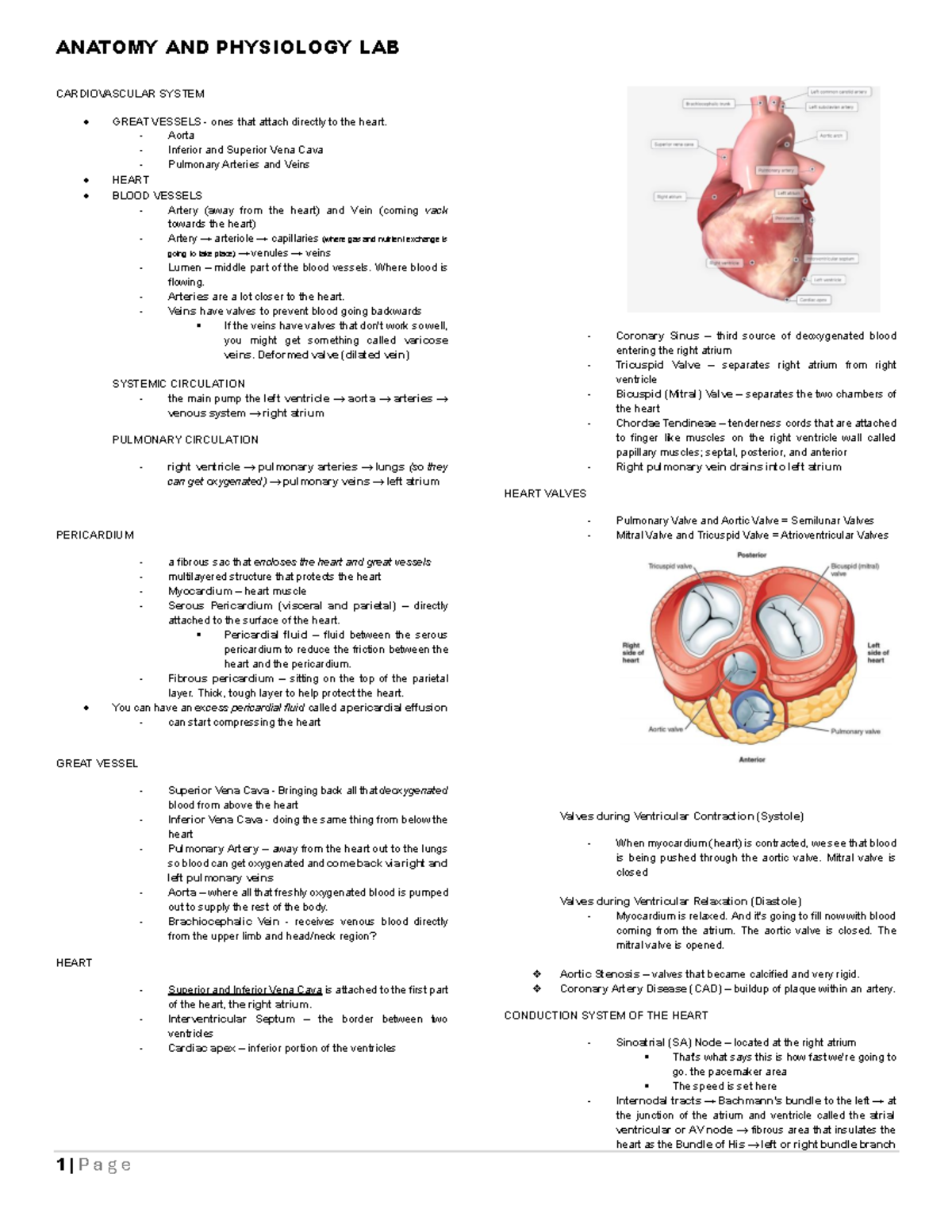 Cardiovascular System ANATOMY AND PHYSIOLOGY LAB 1 P a g e