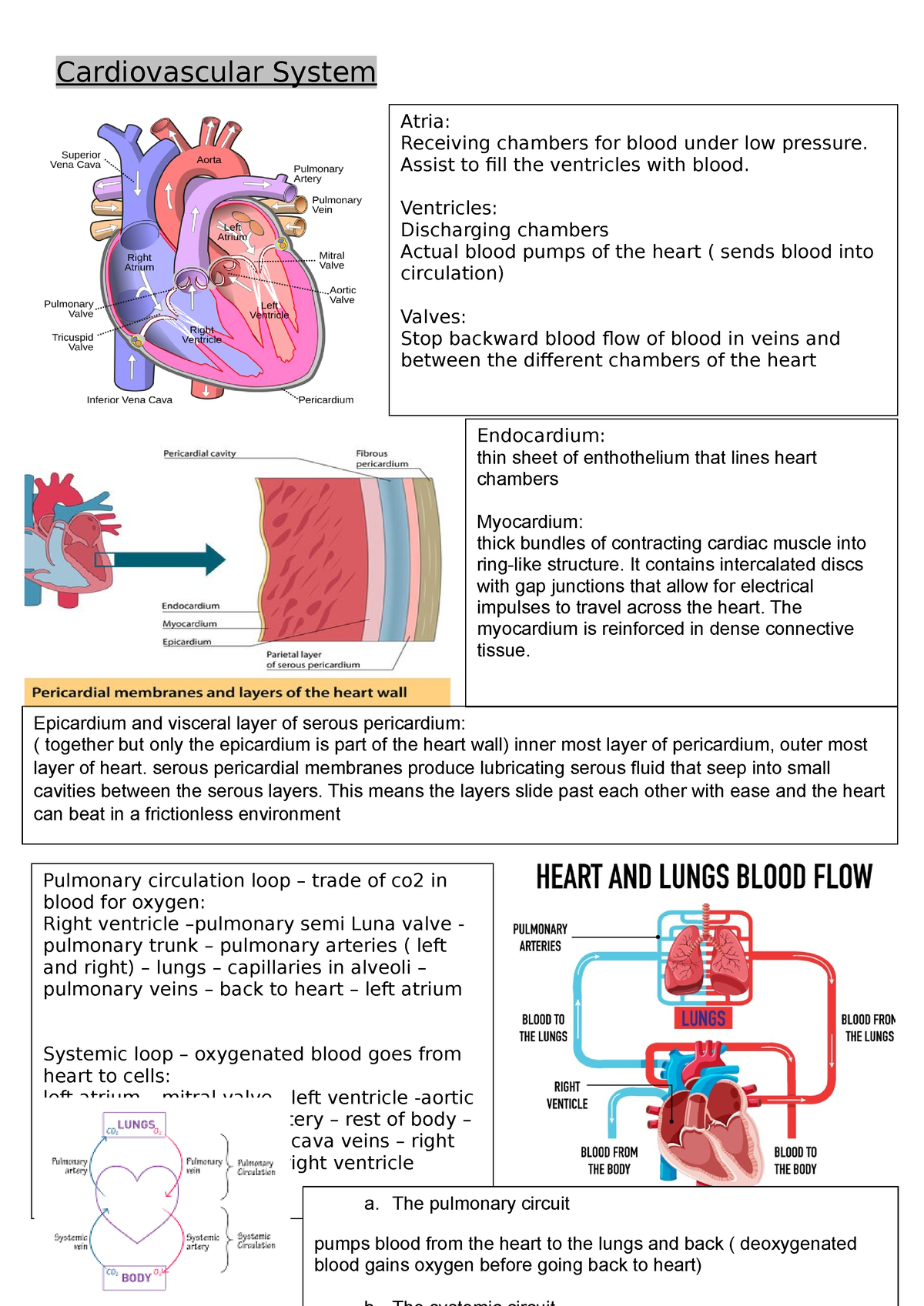 Cardiovascular system - Cardiovascular System Atria: Receiving chambers ...