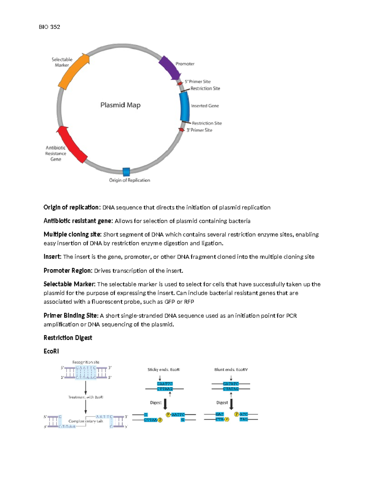 352 Plasmid and restriction digest hand out - Origin of replication ...