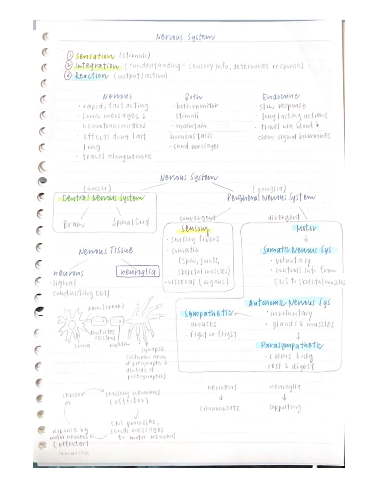 Nervous System - BIOL_SCI 313-CN - Studocu