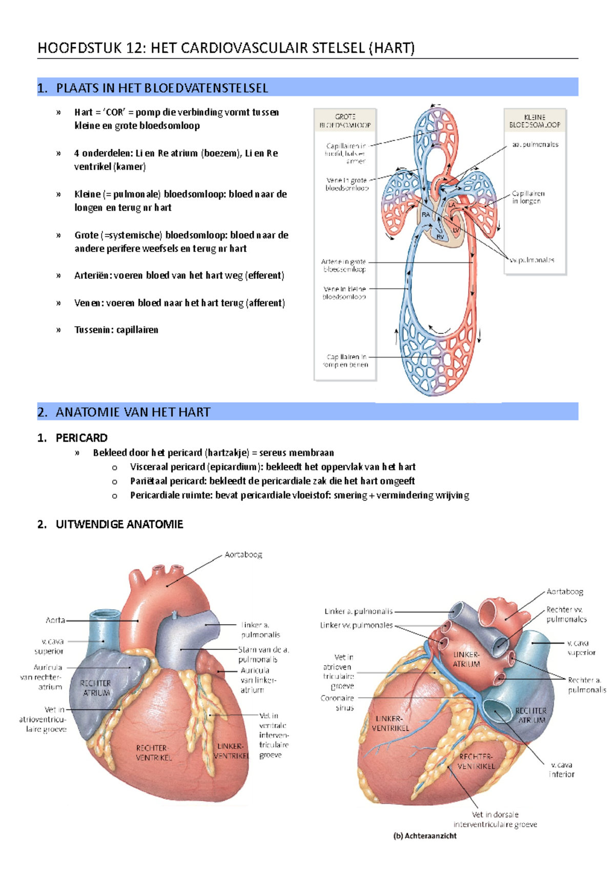 Hoofdstuk 12 Cardiovasculair Stelsel (hart) - HOOFDSTUK 12: HET ...