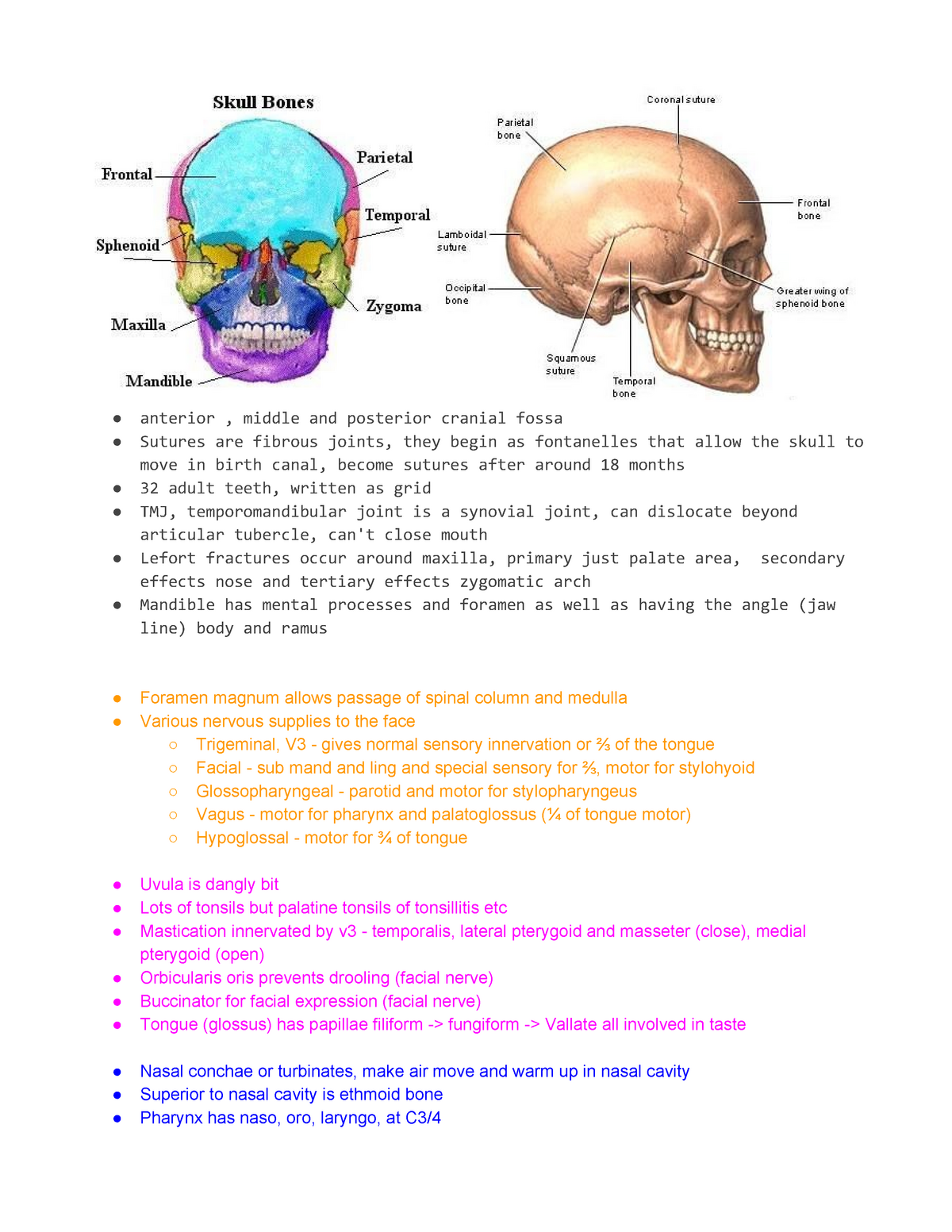 Anatomy of Cranial Fossa TMJ Mandible and Respiratory System - Studocu